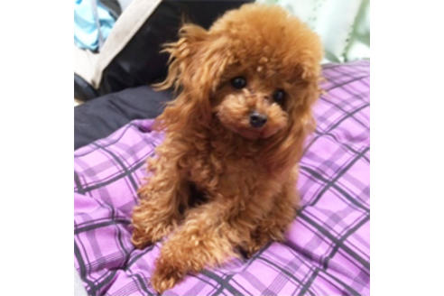 販売中のマルプー:マルチーズ×トイプードルの親犬